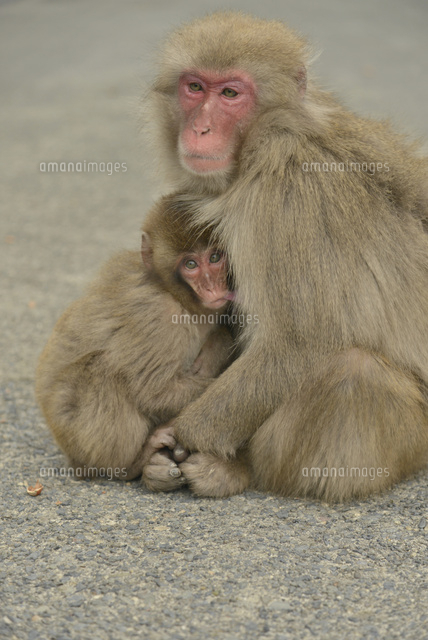 猿の親子[10336002118]の写真・イラスト素材｜アマナイメージズ