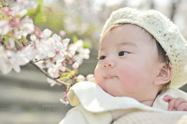 桜を見つめる赤ちゃん の写真素材 イラスト素材 アマナイメージズ