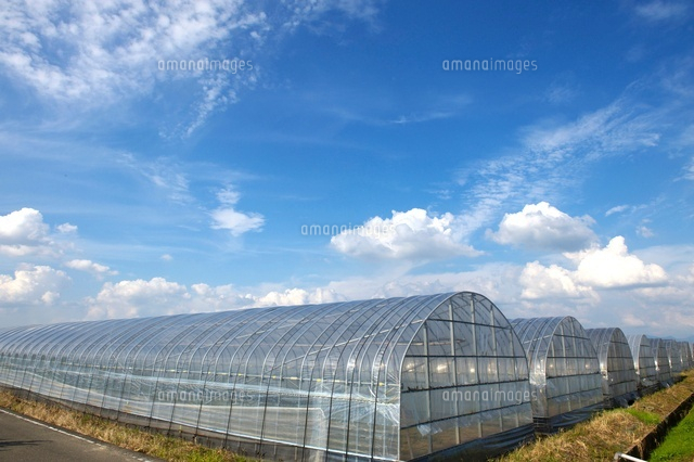 ビニールハウスと青空 10341002535 の写真素材 イラスト素材 アマナイメージズ