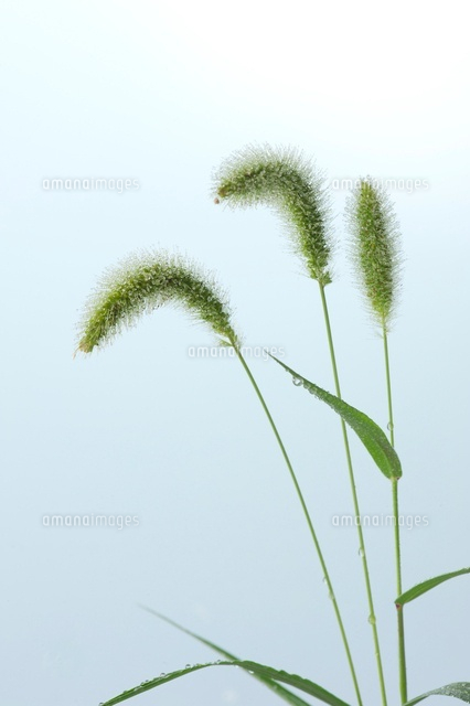 猫じゃらし の写真素材 イラスト素材 アマナイメージズ