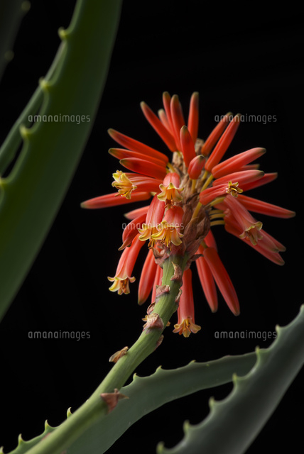 アロエの花 の写真素材 イラスト素材 アマナイメージズ