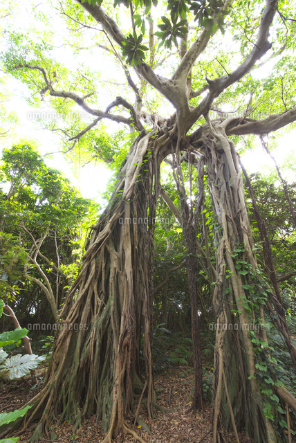 屋久島 志戸子ガジュマル公園 の写真素材 イラスト素材 アマナイメージズ