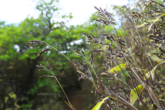 笹の花 の写真素材 イラスト素材 アマナイメージズ