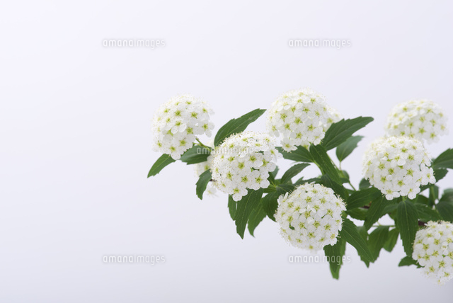 コデマリ の写真素材 イラスト素材 アマナイメージズ