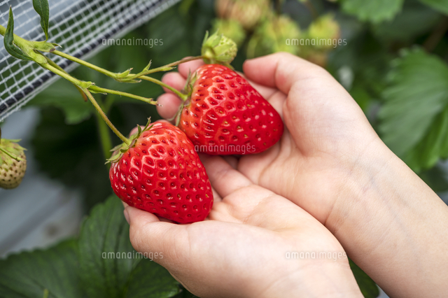 イチゴ狩り の写真素材 イラスト素材 アマナイメージズ