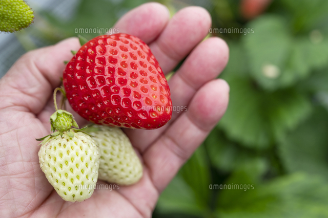 イチゴ狩り の写真素材 イラスト素材 アマナイメージズ