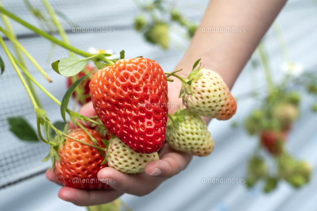 イチゴ狩り の写真素材 イラスト素材 アマナイメージズ