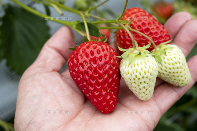 いちご狩り の写真素材 イラスト素材 アマナイメージズ