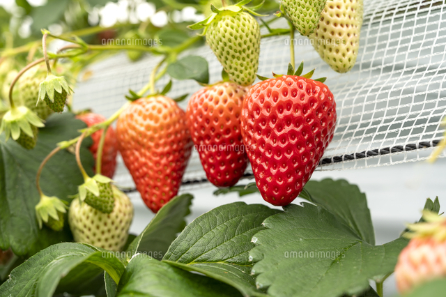 イチゴ狩り 紅ほっぺ の写真素材 イラスト素材 アマナイメージズ