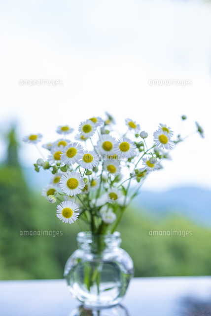 アウトドアで野の花を生ける の写真素材 イラスト素材 アマナイメージズ