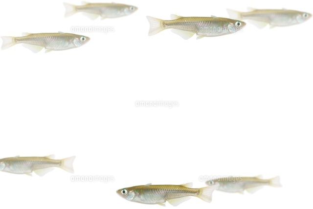 メダカのフレーム の写真素材 イラスト素材 アマナイメージズ