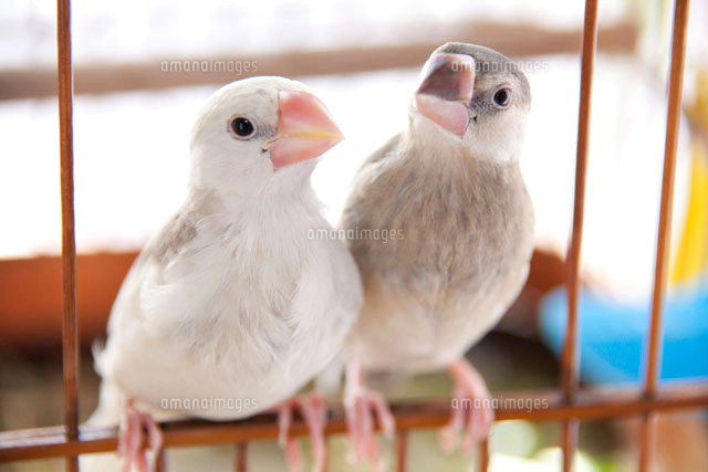 白文鳥と桜文鳥のヒナ[10348000163]の写真・イラスト素材｜アマナ