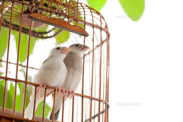 白文鳥と桜文鳥のペア[10348000168]の写真・イラスト素材｜アマナ