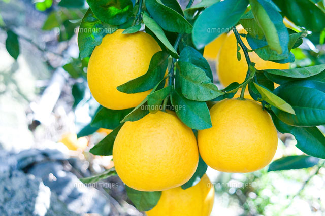 河内晩柑パール柑大苗木♪ レモンの横に ? ?^?-?^? ?^