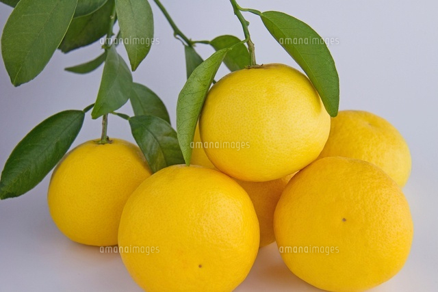 みかん小夏と葉 の写真素材 イラスト素材 アマナイメージズ