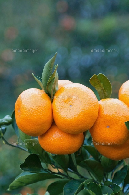 実るミカンの木 の写真素材 イラスト素材 アマナイメージズ