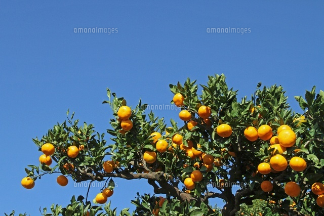 実るミカンの木 の写真素材 イラスト素材 アマナイメージズ