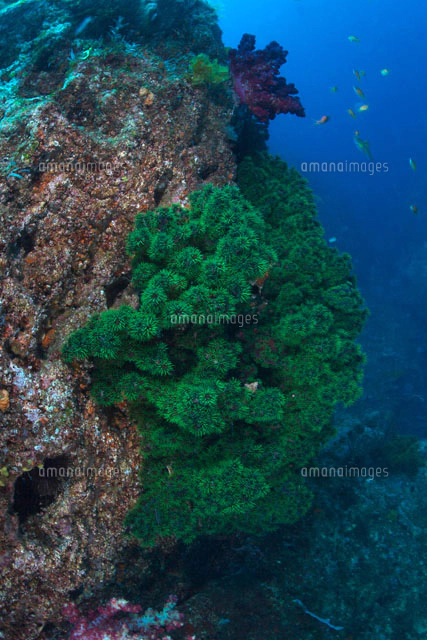 ナンヨウキサンゴ[10360000053]の写真・イラスト素材｜アマナイメージズ
