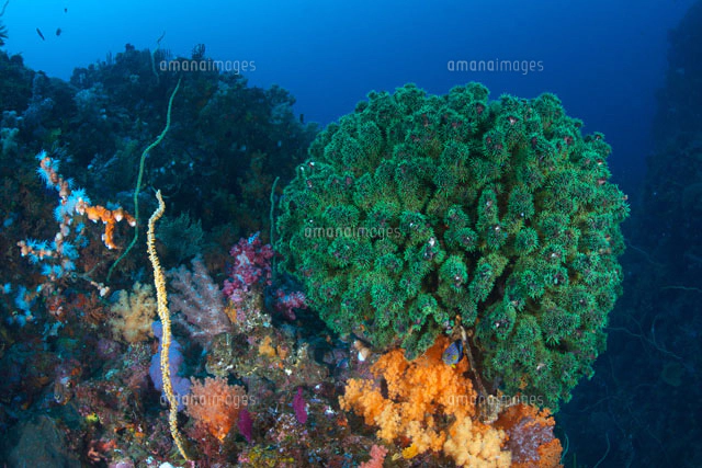 珊瑚  ナンヨウキサンゴ a54bea4005489cd004ec6436ae36e9