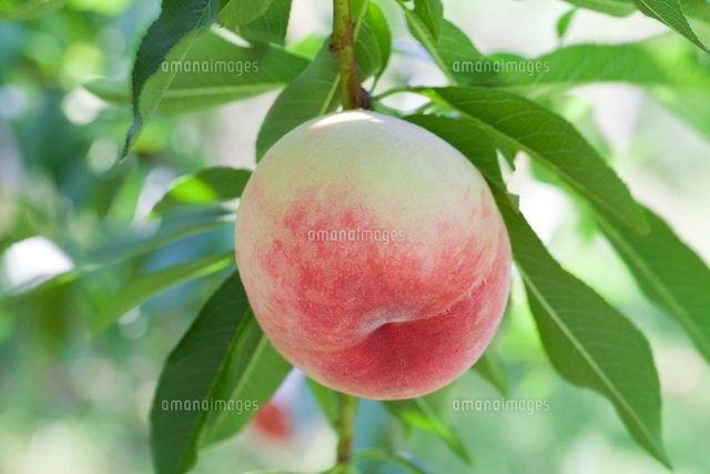 白桃 の写真素材 イラスト素材 アマナイメージズ 白桃 の写真素材 イラスト素材 アマナイメージズ