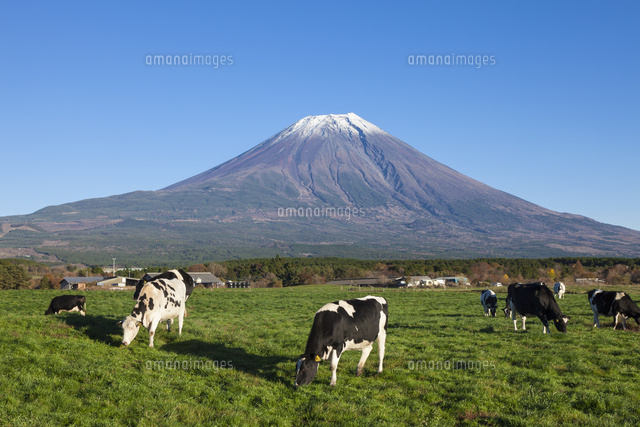 朝霧高原と牛 の写真素材 イラスト素材 アマナイメージズ