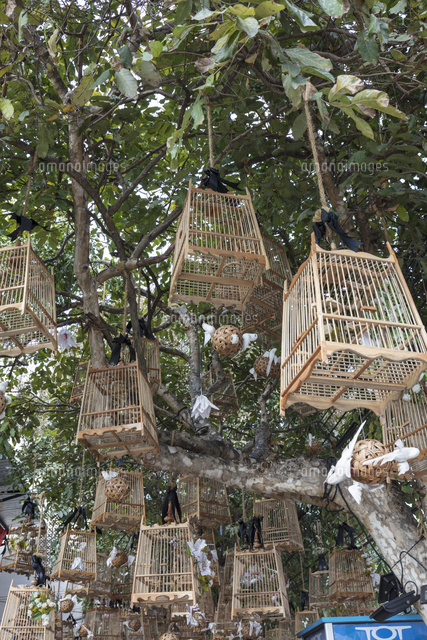 鳥籠[10363002430]の写真・イラスト素材｜アマナイメージズ