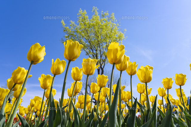チューリップ畑 の写真素材 イラスト素材 アマナイメージズ