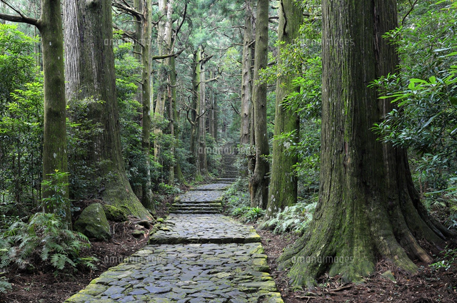 熊野古道大門坂[10368000747]の写真・イラスト素材｜アマナイメージズ