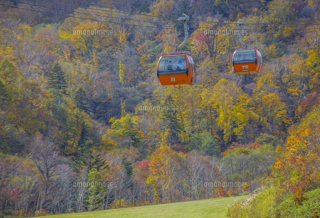札幌国際スキー場の紅葉とゴンドラ の写真素材 イラスト素材 アマナイメージズ