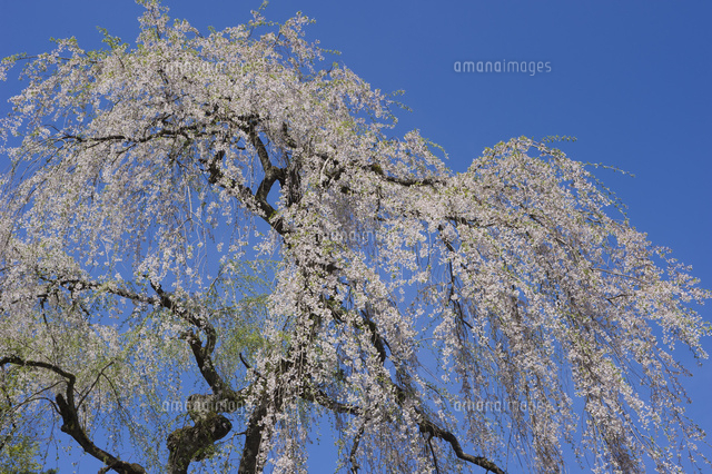 浄法寺の乳母桜[10370005987]の写真素材・イラスト素材｜アマナイメージズ