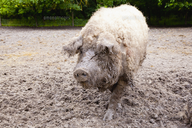 マンガリッツァ豚 の写真素材 イラスト素材 アマナイメージズ