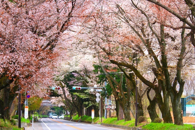 サクラ並木 日光街道の桜並木[10384000330]の写真・イラスト素材｜アマナイメージズ