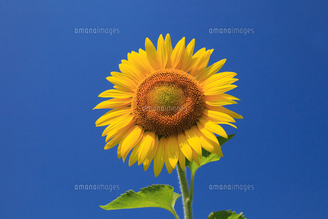 真夏の青空に咲くヒマワリの花 の写真素材 イラスト素材 アマナイメージズ