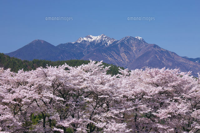 桜と八ヶ岳 真原桜並木 の写真素材 イラスト素材 アマナイメージズ