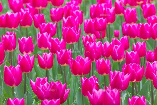 ピンクのチューリップの花畑 の写真素材 イラスト素材 アマナイメージズ