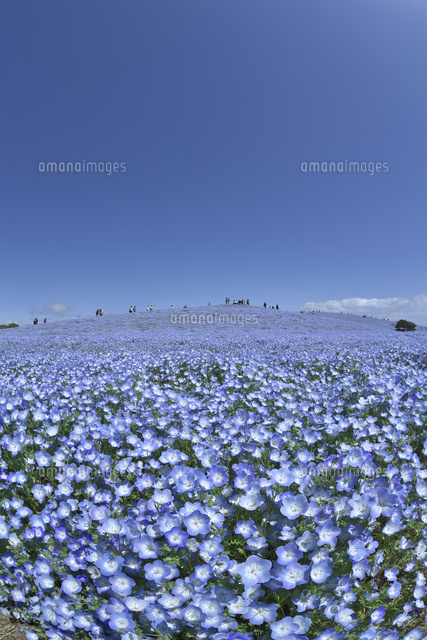 ネモフィラの花畑 の写真素材 イラスト素材 アマナイメージズ
