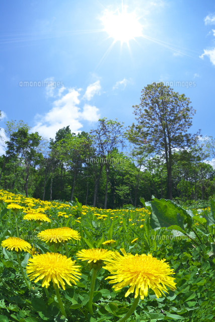 タンポポと青空と太陽 の写真素材 イラスト素材 アマナイメージズ