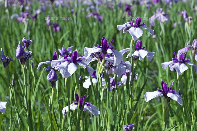 アヤメの花 の写真素材 イラスト素材 アマナイメージズ