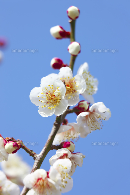 白い梅の花のアップ の写真素材 イラスト素材 アマナイメージズ