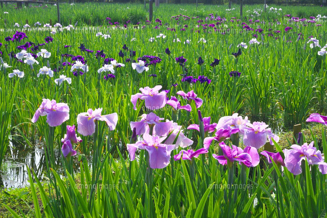 話題の人気 花 イラスト ポストカード 絵葉書 イラスト画 ふる里の花 三重県 ハナショウブ Tmk Saalbach At