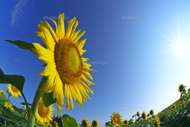 ヒマワリの花と太陽 の写真素材 イラスト素材 アマナイメージズ