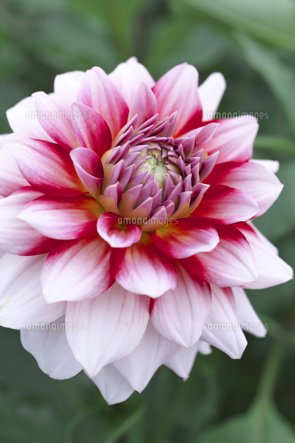 赤と白のダリアの花 の写真素材 イラスト素材 アマナイメージズ