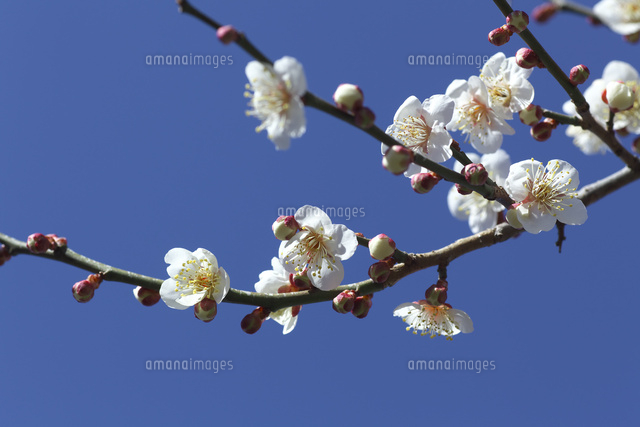 白い梅の花 の写真素材 イラスト素材 アマナイメージズ