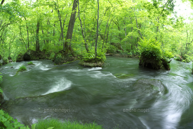 新緑の奥入瀬渓流[10389005777]の写真・イラスト素材｜アマナイメージズ
