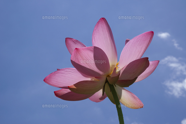 ハスの花 の写真素材 イラスト素材 アマナイメージズ