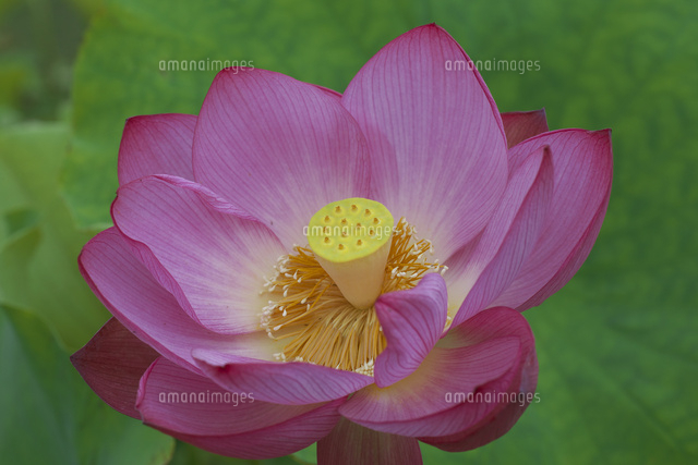 ハスの花 の写真素材 イラスト素材 アマナイメージズ