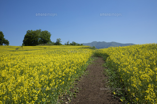 菜の花畑と道 の写真素材 イラスト素材 アマナイメージズ