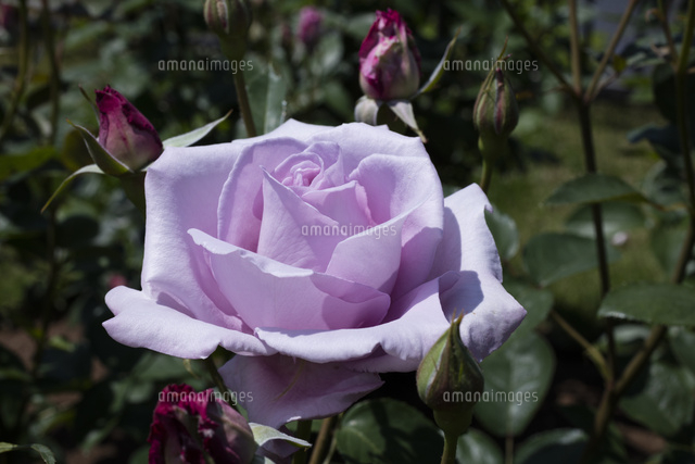 紫のバラの花 の写真素材 イラスト素材 アマナイメージズ