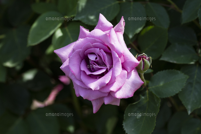 紫のバラの花 の写真素材 イラスト素材 アマナイメージズ