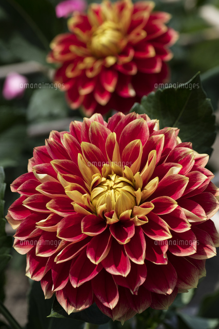 ダリアの花 の写真素材 イラスト素材 アマナイメージズ